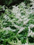 Astilbe Deutschland