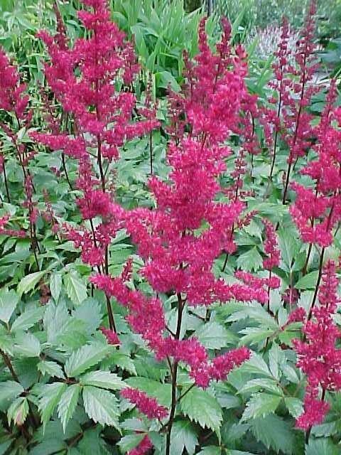 Astilbe Fanal