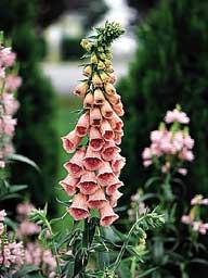 Digitalis Mertonensis
