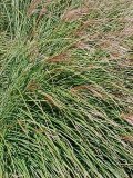 Miscanthus Gracillimus